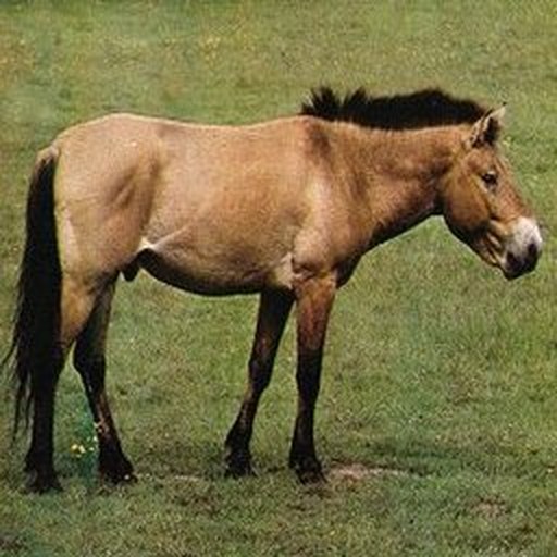 Input: a horse on grass.